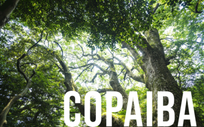 GTK: Was steckt hinter Copaiba?